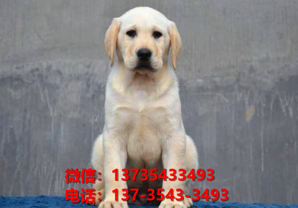 纯种拉布拉多犬幼犬出售 沈阳宠物狗狗犬舍转