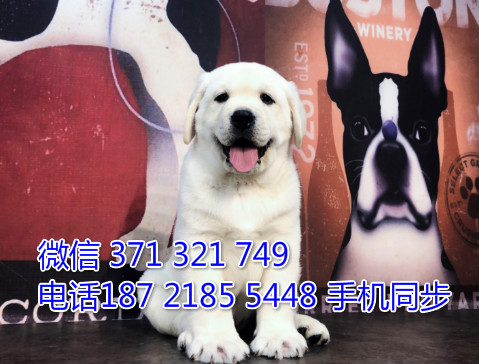 拉布拉多幼犬出售纯种 狗场直销宠物 哪里有宠物狗狗谱