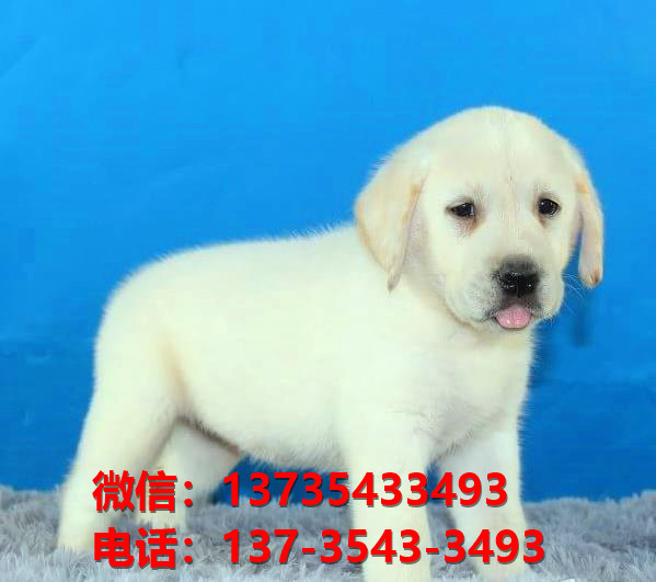 纯种拉布拉多犬幼犬出售 西安宠物狗狗犬舍转