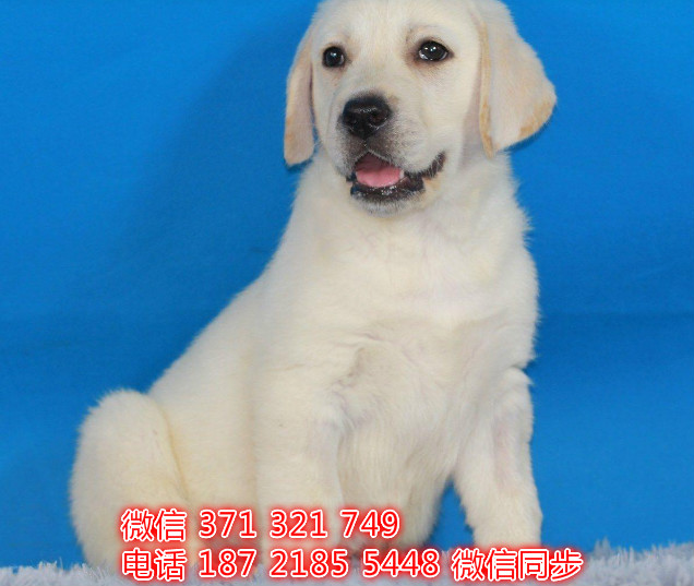 犬舍直销，哪里有宠物拉布拉多，精品小型中型大型