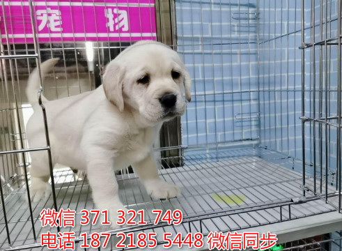 犬舍拉布拉多纯种幼犬出售 拉布拉多犬舍狗场宠物狗樟