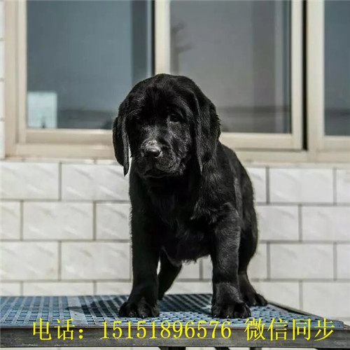 西安哪里卖健康的拉布拉多黑色拉布拉多白色拉