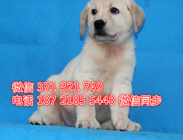 犬舍直销，哪里有宠物拉布拉多，精品小型中型大型犬狗狗道