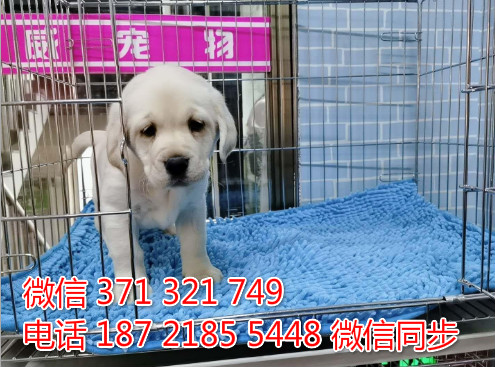 犬舍拉布拉多纯种幼犬出售 拉布拉多犬舍狗场宠物狗樟
