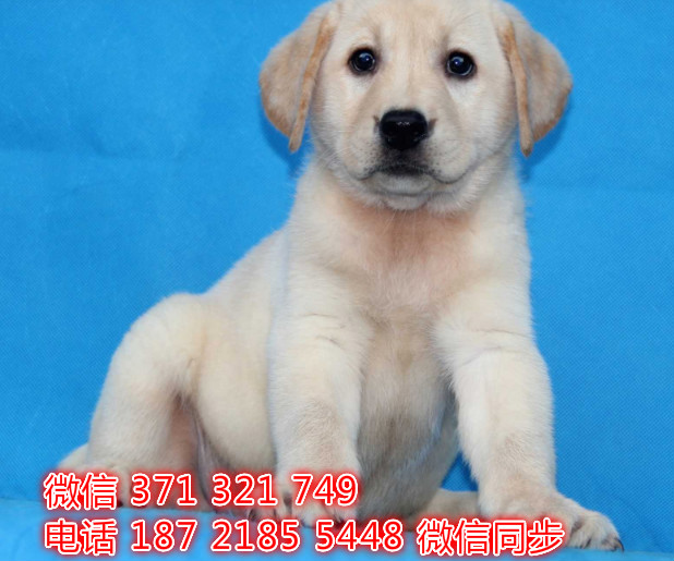 犬舍直销，哪里有宠物拉布拉多，精品小型中型大型犬狗狗宰