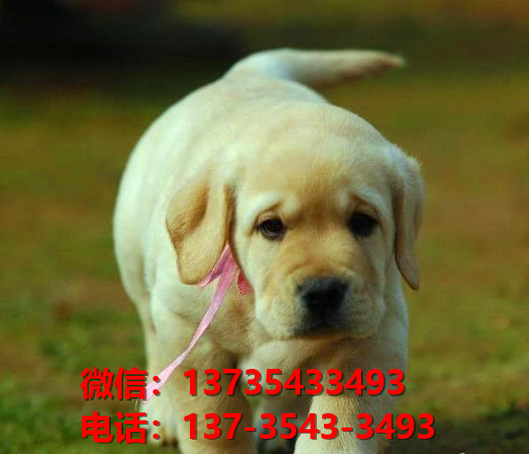 朔州宠物狗狗犬舍出售纯种拉布拉多犬卖狗买狗