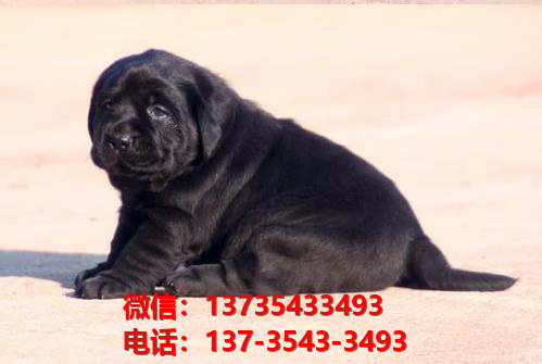 承德宠物狗犬舍出售纯种拉布拉多犬幼犬卖狗买狗地方狗市场