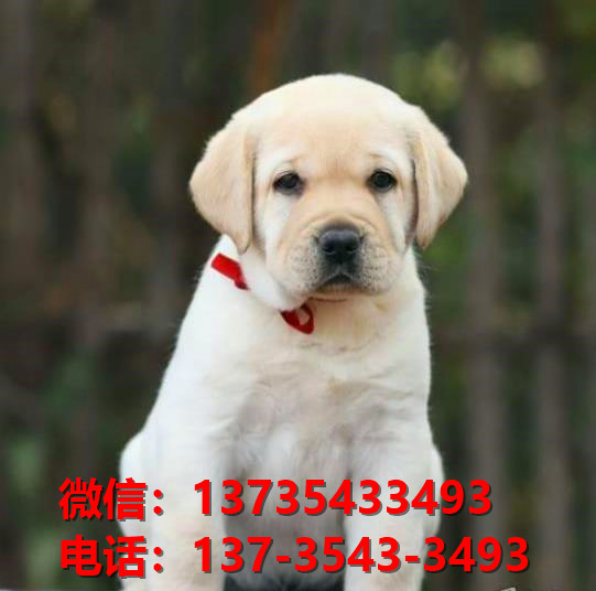 临汾宠物狗狗犬舍出售纯种拉布拉多犬幼犬卖狗