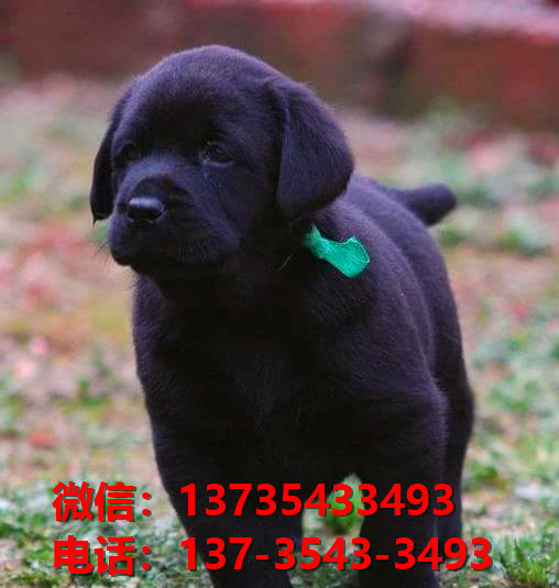 日照宠物狗犬舍领养纯种拉布拉多犬网上买狗卖
