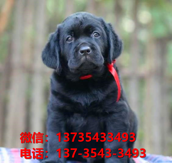 潍坊宠物狗狗犬舍领养纯种拉布拉多幼犬网上买
