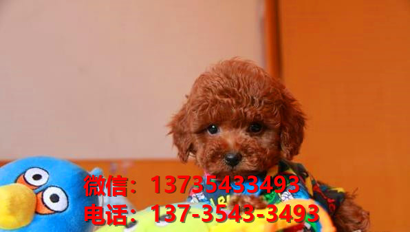 青岛宠物狗狗犬舍出售纯种拉布拉多犬网上买狗卖狗领养网站哪有狗市场