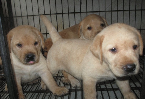 思茅普洱买拉布拉多 云南狗场拉布拉多犬出保