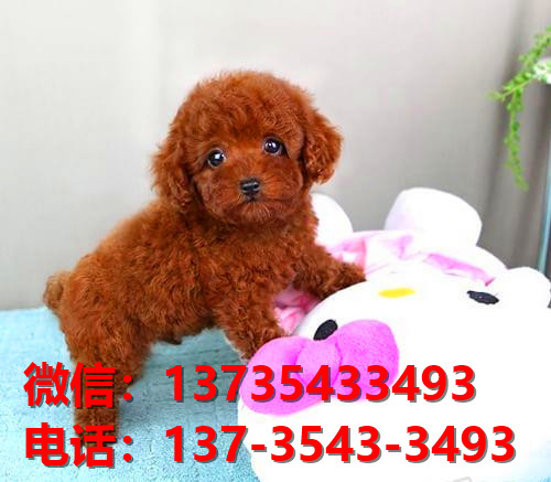 青岛宠物狗狗犬舍出售纯种拉布拉多犬网上买狗