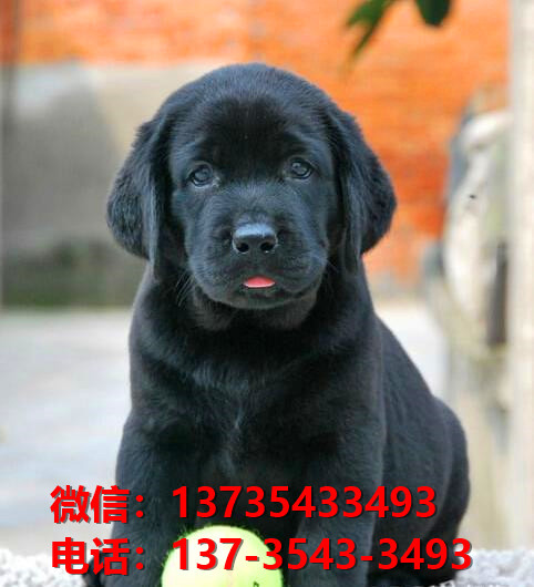 泰安宠物狗犬舍出售纯种拉布拉多犬网上买狗卖