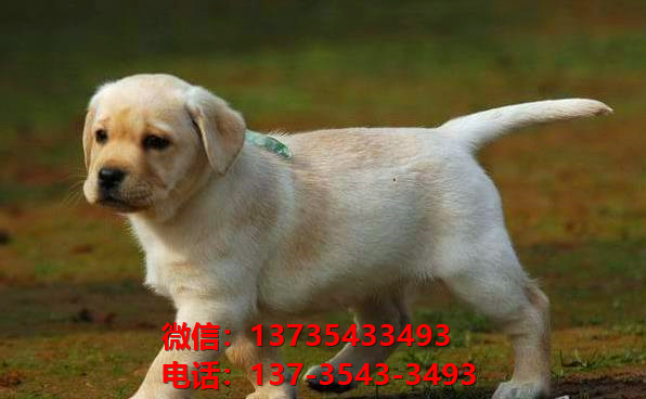濮阳宠物狗犬舍出售纯种拉布拉多幼犬网上买狗