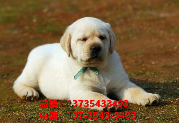 清远宠物狗犬舍出售纯种拉布拉多犬网上买狗卖狗地方在哪领养