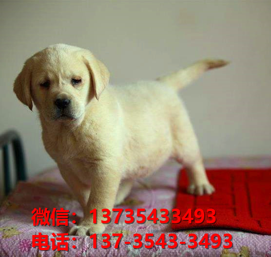 钦州宠物狗犬舍出售纯种拉布拉多犬网上卖狗买