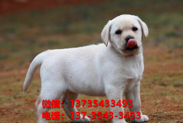 永州宠物狗犬舍出售纯种拉布拉多犬网上买狗卖