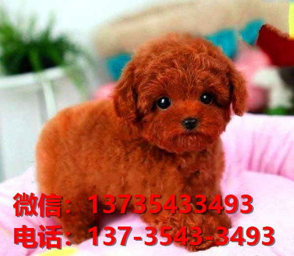 漯河宠物狗犬舍出售纯种拉布拉多犬网上买狗卖狗地方在哪有狗市场