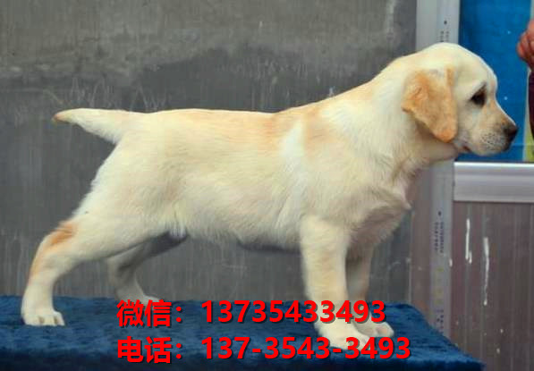 株洲宠物狗犬舍出售纯种拉布拉多犬网上卖狗买