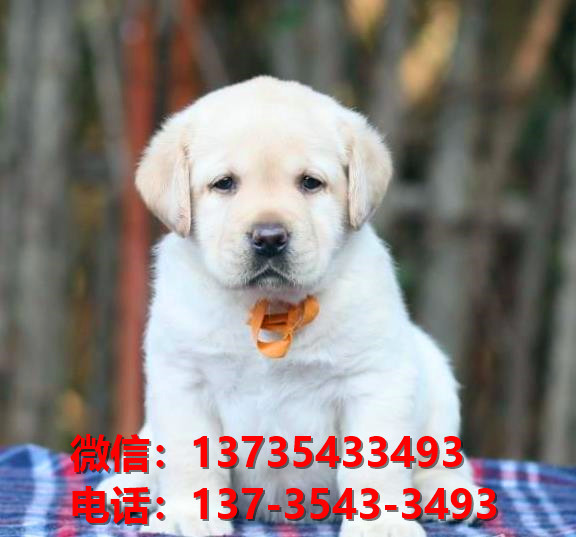 深圳犬舍深圳宠物狗拉布拉多犬网上卖狗买狗地
