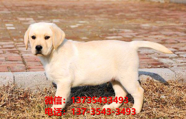 珠海犬舍珠海宠物狗拉布拉多犬网上买狗卖狗网
