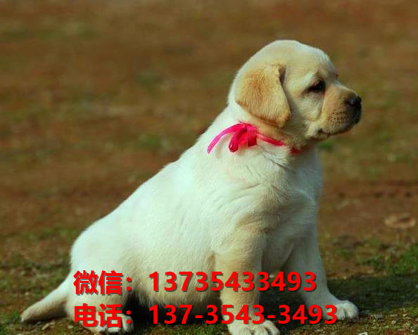甘孜宠物狗狗犬舍出售纯种拉布拉多犬网上买狗