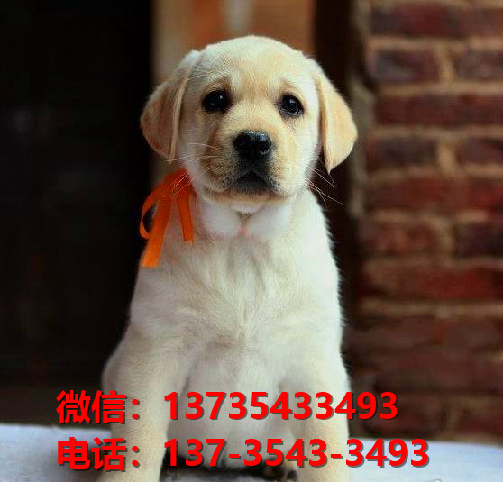 济南宠物狗狗犬舍出售纯种拉布拉多犬多少钱价格卖狗买狗地方