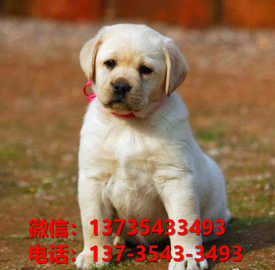 达州宠物狗犬舍出售纯种拉布拉多犬网上买狗卖