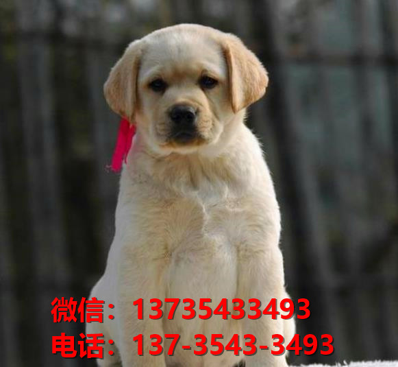 延安宠物狗狗犬舍出售纯种拉布拉多犬卖狗买狗