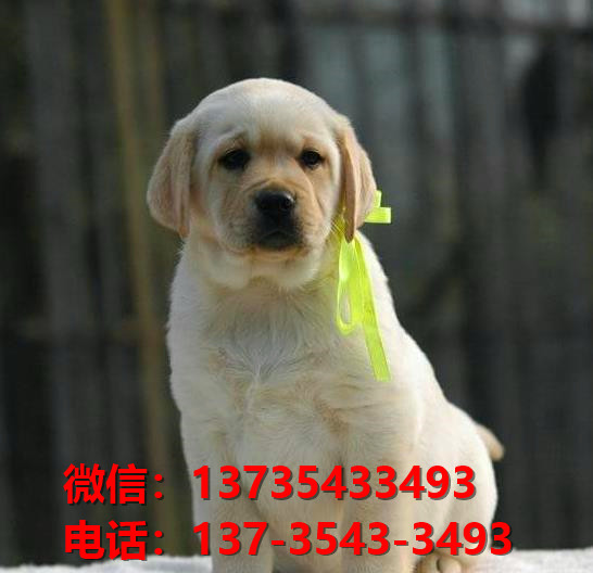 西安宠物狗狗犬舍出售纯种拉布拉多犬卖狗买狗地方在哪有狗市场领养