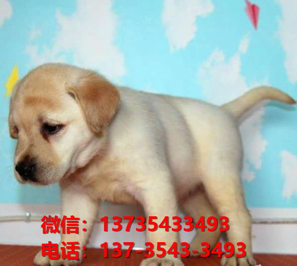 杭州宠物狗狗犬舍出售纯种拉布拉多犬多少钱价