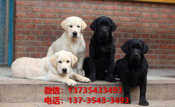 广元宠物狗犬舍出售纯种拉布拉多犬卖狗买狗网