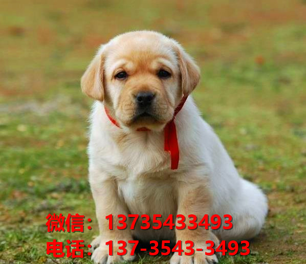 保山宠物狗狗犬舍出售纯种拉布拉多犬卖狗买狗