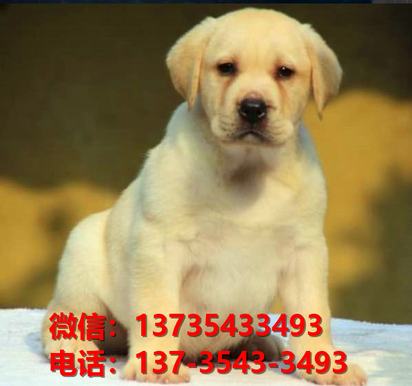 南京宠物狗狗犬舍出售纯种拉布拉多犬多少钱卖