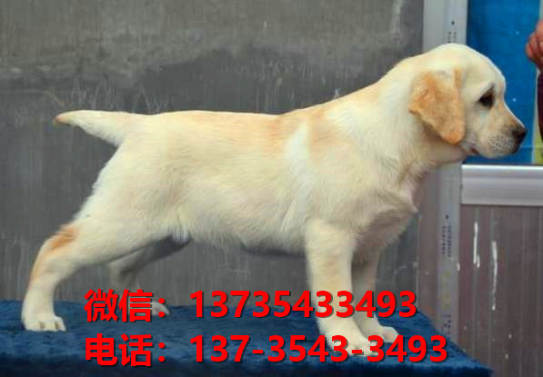 杭州犬舍出售纯种拉布拉多犬黑色拉布拉多幼犬