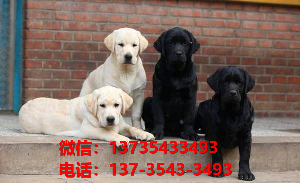 上海嘉定宠物狗狗犬舍出售纯种拉布拉多犬卖狗
