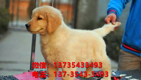 济南犬舍出售纯种金毛犬大型犬卖狗买狗地方