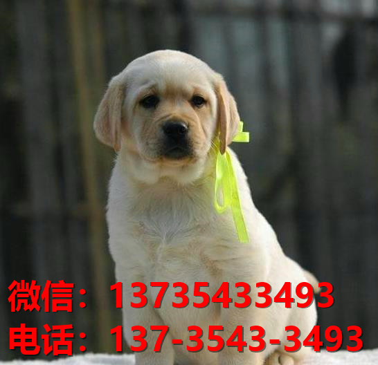 山东济南宠物狗狗犬舍出售纯种拉布拉多犬卖狗买狗地方子啊哪有狗市场领养