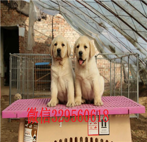  青岛出售导盲犬拉布拉多聪明活泼的拉布拉多