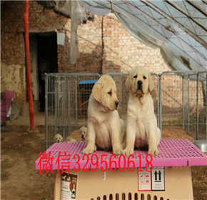  南宁拉布拉多犬多少钱一只 黄色白色黑色拉布