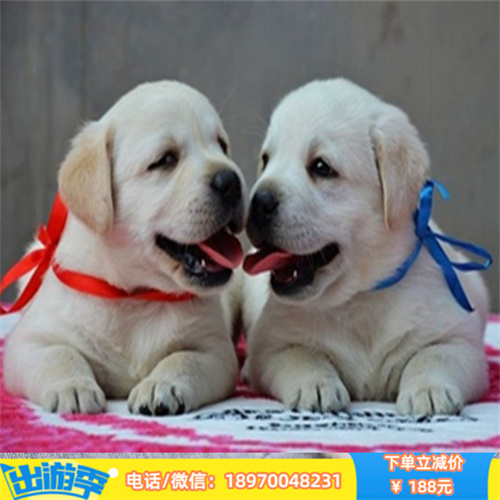 武汉本地养殖的纯种拉布拉多幼犬出售开售