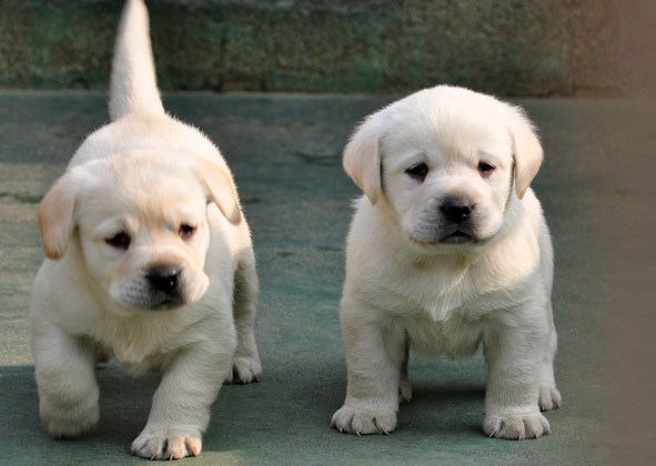 思茅买拉布拉多请进 普洱买拉多请联系我们