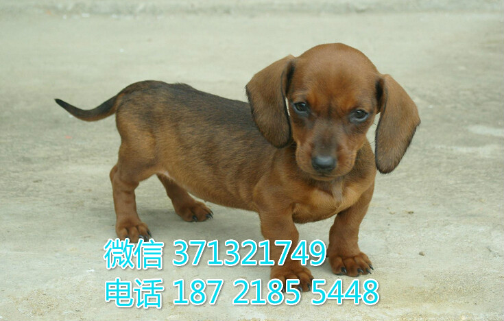 腊肠犬出售纯种幼犬，短毛腊肠犬，广州犬 广州宠