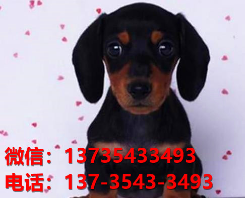 上海犬舍出售纯种腊肠犬宠物狗市场在哪卖狗哪