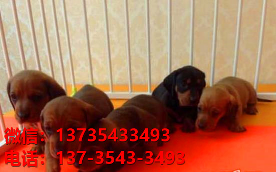 合肥犬舍出售纯种腊肠犬宠物狗市场在哪卖狗哪