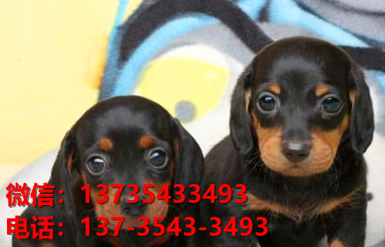 广州犬舍出售纯种腊肠犬宠物狗市场在哪卖狗哪