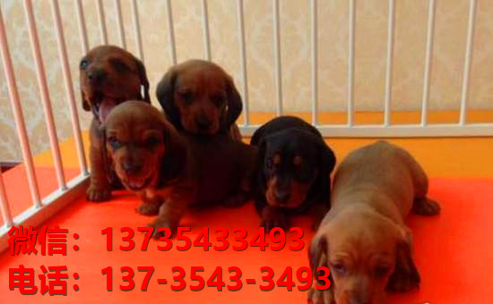 合肥犬舍出售纯种腊肠犬宠物狗市场在哪卖狗哪里有狗场买狗
