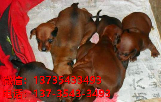 杭州犬舍出售纯种腊肠犬宠物狗市场在哪卖狗哪