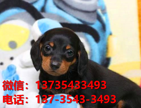 福州犬舍出售纯种腊肠犬宠物狗市场在哪卖狗哪